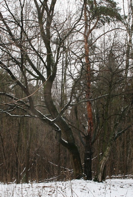 Дерево силы в салтыковском лесопарке